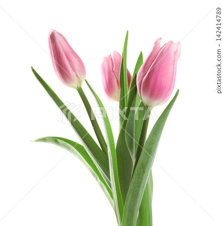 Beautiful pink spring tulips on white background Beautiful pink spring tulips on white background 142414789