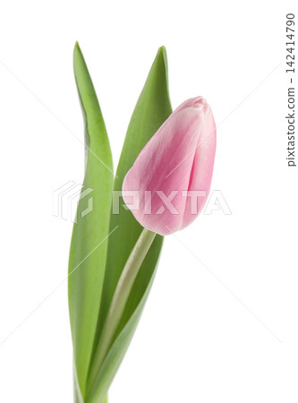 Beautiful pink spring tulip on white background Beautiful pink spring tulip on white background 142414790