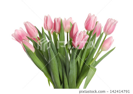 Beautiful pink spring tulips on white background Beautiful pink spring tulips on white background 142414791