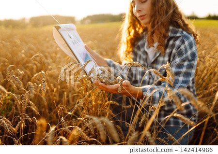 Woman is in wheat field during sunset. She holds wheat in her hands and looks at the plants closely. Woman is in wheat field during sunset. She holds wheat in her hands and looks at the plants closely. 142414986