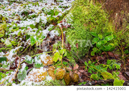 Vibrant green moss clings to a tree trunk amidst frosted autumn leaves and first light snow in a chilly November forest, marking the seasonal shift Vibrant green moss clings to a tree trunk amidst frosted autumn leaves and first light snow in a chilly November forest, marking the seasonal shift 142415001