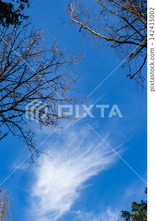 Bare winter tree branches frame a vibrant blue sky, highlighting a delicate wisp of white cloud. Nature's stark beauty and clear spring day vibes Bare winter tree branches frame a vibrant blue sky, highlighting a delicate wisp of white cloud. Nature's stark beauty and clear spring day vibes 142415002