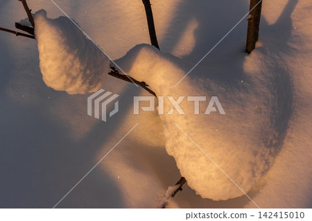 Heavy snow clinging to bare winter branches illuminated by golden evening sun, casting deep blue shadows on fresh powder Heavy snow clinging to bare winter branches illuminated by golden evening sun, casting deep blue shadows on fresh powder 142415010