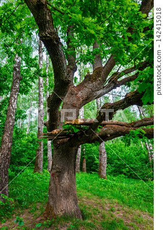Rustic wooden treehouse structure nestled between robust branches of an ancient oak tree in a vibrant green forest setting, handcrafted shelter amidst lush foliage, woodland adventure hideout Rustic wooden treehouse structure nestled between robust branches of an ancient oak tree in a vibrant green forest setting, handcrafted shelter amidst lush foliage, woodland adventure hideout 142415018
