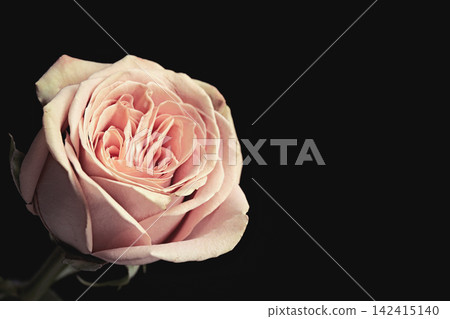 Beautiful rose on black background, space for text. Floral card design with dark vintage effect Beautiful rose on black background, space for text. Floral card design with dark vintage effect 142415140