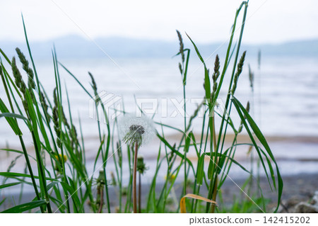 White dandelion fluff in the grass White dandelion fluff in the grass 142415202