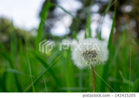 White dandelion fluff in the grass 142415205