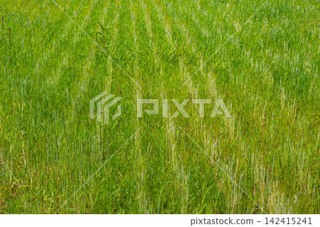 Lush green field of young growing wheat stalks swaying in a gentle breeze on a sunny day providing a vibrant agricultural texture for organic farming and natural backgrounds Lush green field of young growing wheat stalks swaying in a gentle breeze on a sunny day providing a vibrant agricultural texture for organic farming and natural backgrounds 142415241