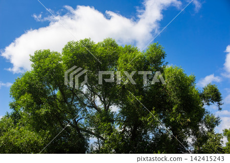 Lush vibrant green willow tree canopy reaching towards a bright clear blue summer sky with fluffy white clouds, showcasing fresh foliage and natural organic beauty on a sunny day Lush vibrant green willow tree canopy reaching towards a bright clear blue summer sky with fluffy white clouds, showcasing fresh foliage and natural organic beauty on a sunny day 142415243