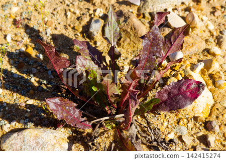 Crimson dandelion rosette growing in a harsh sandy quarry, leaves turning deep red due to seasonal stress and late summer conditions under the bright sun in a rustic rocky landscape Crimson dandelion rosette growing in a harsh sandy quarry, leaves turning deep red due to seasonal stress and late summer conditions under the bright sun in a rustic rocky landscape 142415274