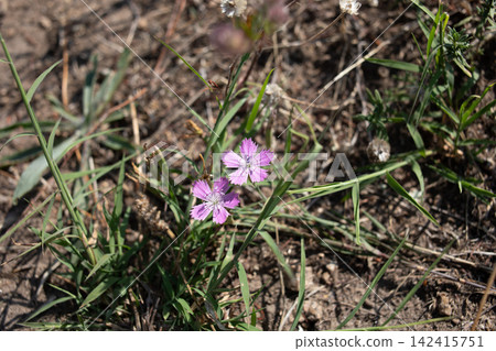 Small pink wildflowers blooming among green grass and dry vegetation in a sunny meadow, capturing delicate floral beauty, natural habitat and peaceful summer countryside scenery Small pink wildflowers blooming among green grass and dry vegetation in a sunny meadow, capturing delicate floral beauty, natural habitat and peaceful summer countryside scenery 142415751
