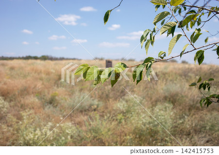 Green leafy branch overlooking a wide dry summer meadow beneath a bright blue sky with small clouds, capturing seasonal vegetation, open countryside and peaceful rural nature scenery Green leafy branch overlooking a wide dry summer meadow beneath a bright blue sky with small clouds, capturing seasonal vegetation, open countryside and peaceful rural nature scenery 142415753