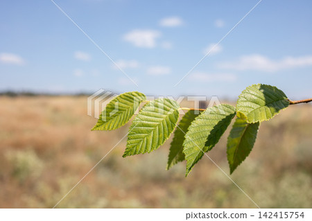 Close-up of fresh green leaves on a branch against a softly blurred dry summer meadow and blue sky, highlighting natural foliage, selective focus and peaceful countryside scenery 142415754