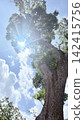 Tree extending in the sky 142415756