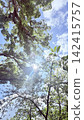 Sun shining through fresh green trees 142415757