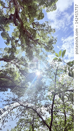 Sun shining through fresh green trees 142415757