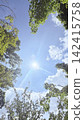 sun shining through the trees 142415758