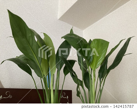 鬱鬱蔥蔥的室內植物裝飾著室內,營造出一種自然的生活方式。 鬱鬱蔥蔥的室內植物裝飾著室內,營造出一種自然的生活方式。 142415787