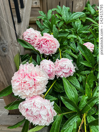 Pink Peony Flowers Covered in Dew Drops by Wooden Stairs Pink Peony Flowers Covered in Dew Drops by Wooden Stairs 142415795