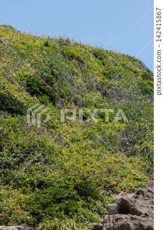 神奈川縣三浦半島城島海灘的夏日景色。 神奈川縣三浦半島城島海灘的夏日景色。 142415867