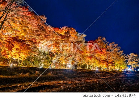 山梨縣山中湖:秋葉燈光走廊 山梨縣山中湖:秋葉燈光走廊 142415974