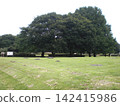 Big tree in the meadow 142415986