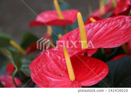 Anthurium, with its vibrant red bracts and beautiful yellow inflorescence. Anthurium, with its vibrant red bracts and beautiful yellow inflorescence. 142416010