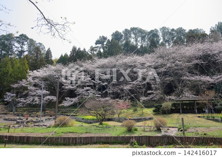 櫻花盛開 142416017