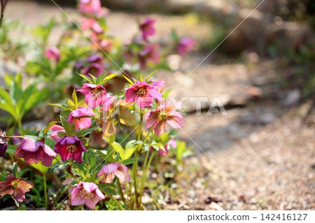 Cute Christmas rose flower Cute Christmas rose flower 142416127
