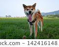 Smile Shiba Inu 142416148