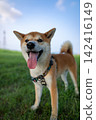 Smile Shiba Inu 142416149