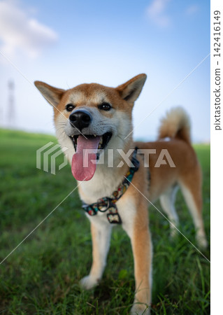微笑Shiba Inu 142416149