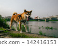 Shiba Inu taking a walk 142416153