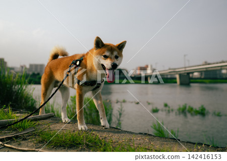 Shiba Inu散步 Shiba Inu散步 142416153