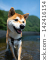 Shiba Inu in nature 142416154