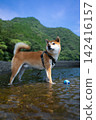Shiba Inu playing in the river 142416157