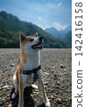 Shiba Inu is sending me 142416158