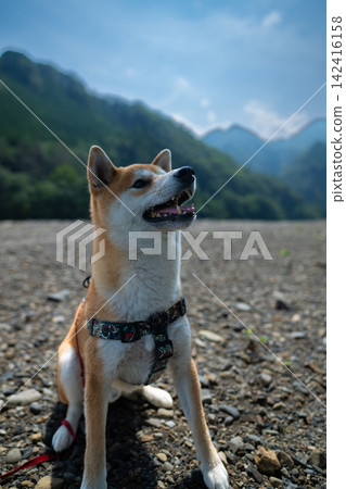 Shiba Inu送我 142416158