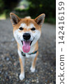 Smile Shiba Inu 142416159
