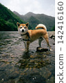 Shiba Inu playing river 142416160