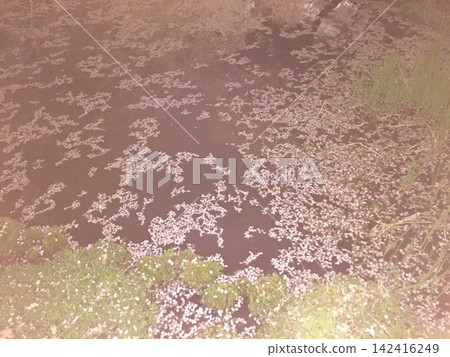 Cherry blossoms petals that fell to the surface Cherry blossoms petals that fell to the surface 142416249