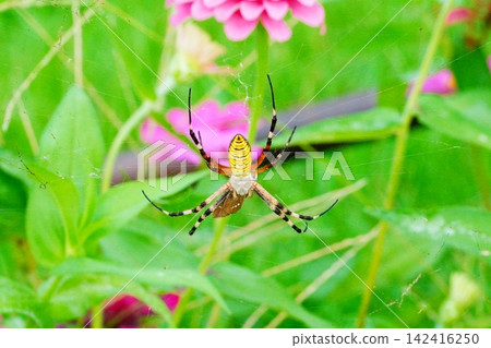 Argiope spider Argiope spider 142416250