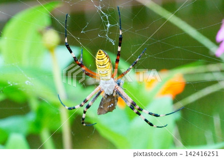 Argiope spider Argiope spider 142416251