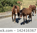 A herd of Yonaguni horses walking through the natural surroundings of Yonaguni Island. 142416367