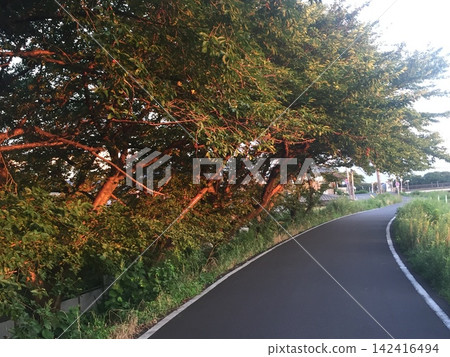 秋天的道路和落葉,是我每天騎車上班的必經之路。 秋天的道路和落葉,是我每天騎車上班的必經之路。 142416494