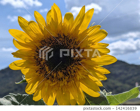 Large sunflowers blooming against a backdrop of summer's blue sky and mountains. Large sunflowers blooming against a backdrop of summer's blue sky and mountains. 142416839