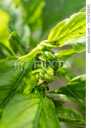 Ants and aphids 142416841