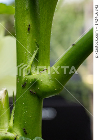 Ants and aphids Ants and aphids 142416842