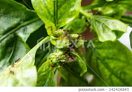 Ants and aphids Ants and aphids 142416843
