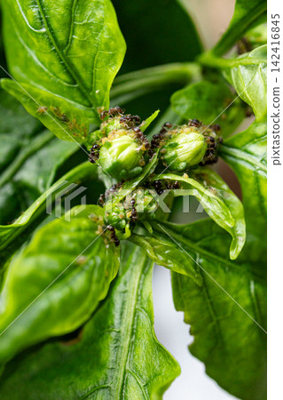 Ants and aphids 142416845